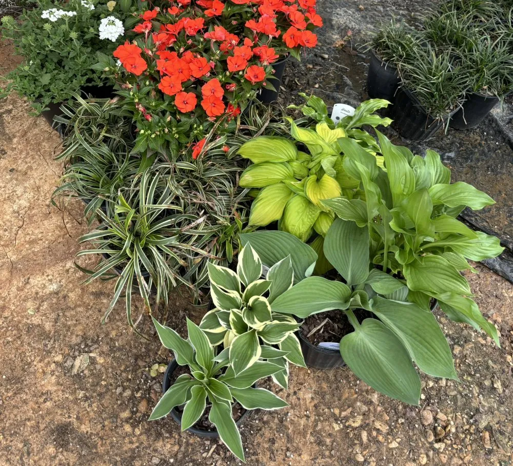 Custom outdoor landscaping experts serving Franklinton, LA - Southern Shade Landscapes