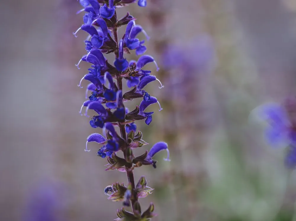 Local landscape design near you across Knoxville, TN - Southern Shade Landscaping