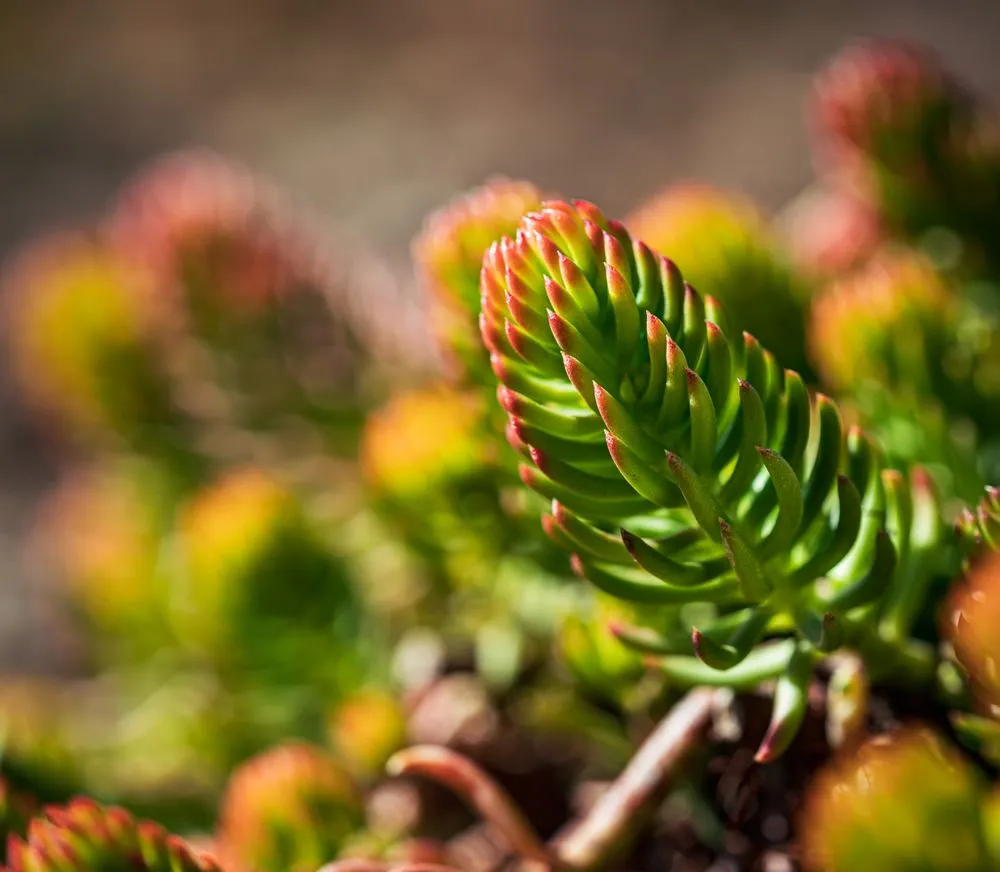 Trusted garden landscaping in Knoxville, TN - Southern Shade Landscaping