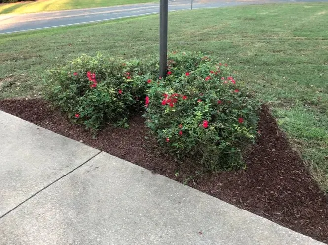 Trusted landscape installation in Willow Spring, NC by Southern State Landscape