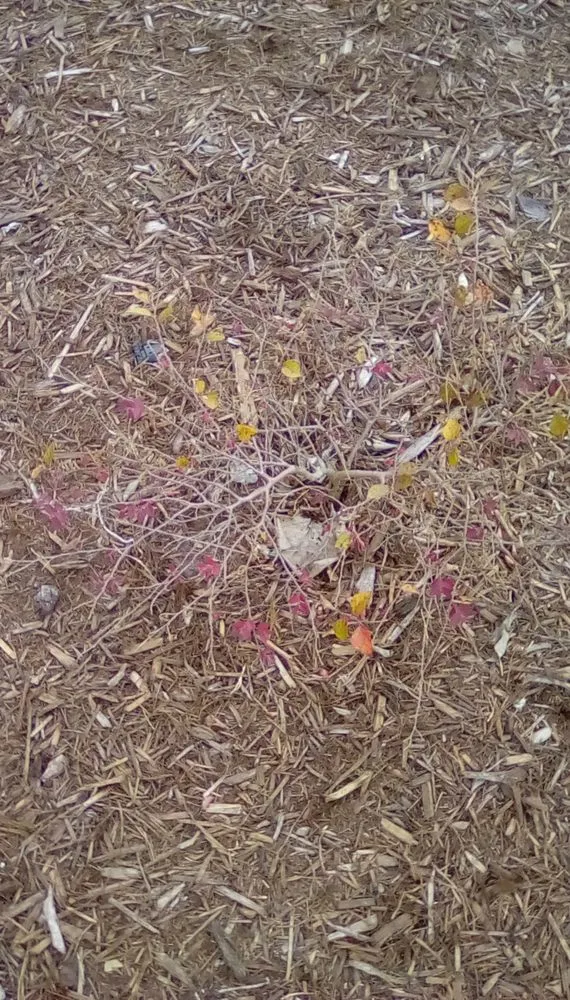 Trusted outdoor landscaping in Mount Pleasant, NC - Southern Stonescapes