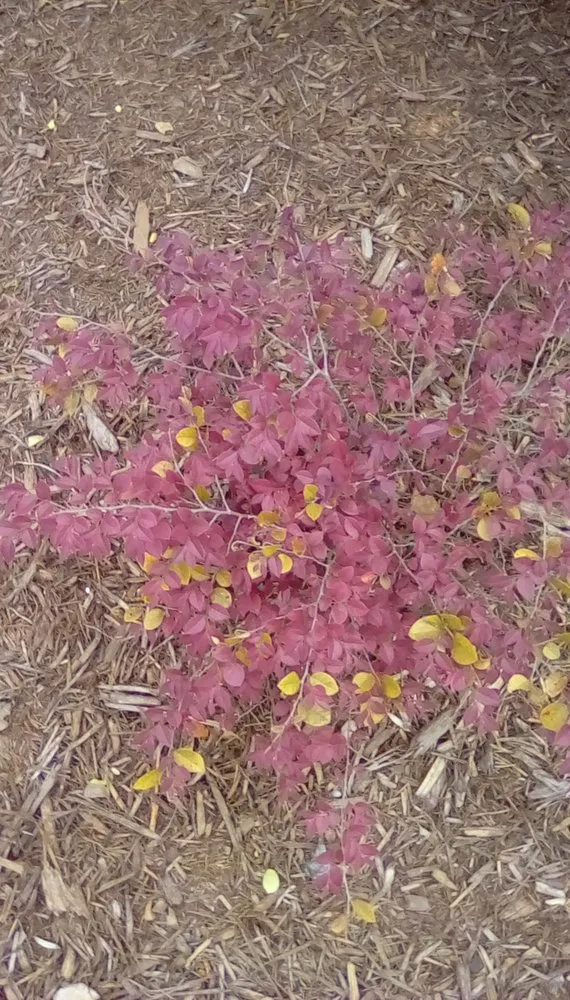 Affordable landscaping services for outdoor upgrades in Mount Pleasant, NC by Southern Stonescapes