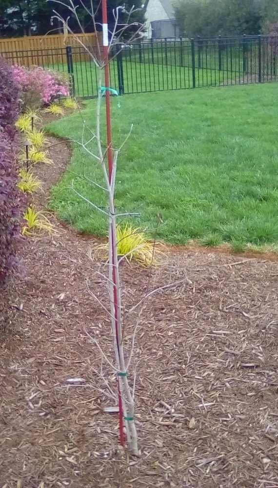 Professional landscape installation for beautiful yards in Mount Pleasant, NC by Southern Stonescapes