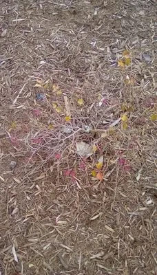 Southern Stonescapes