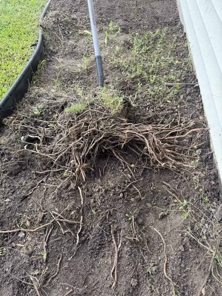 Custom yard cleanup service in Saint Martinville, LA - Southern Swamp Solutions