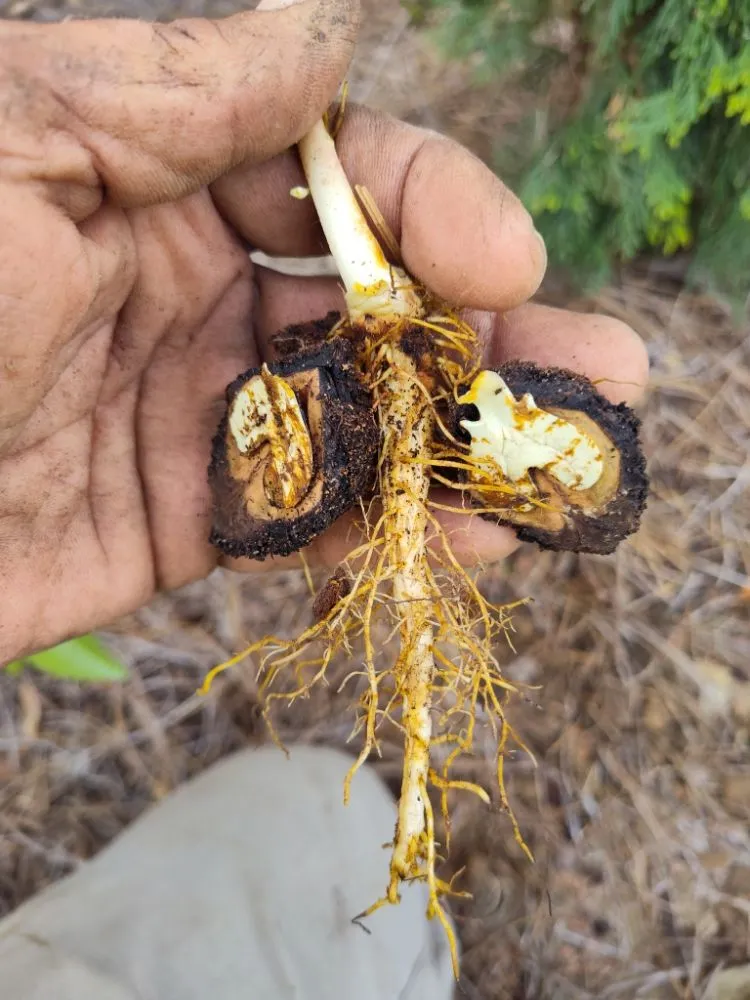 Expert landscape installation for year-round maintenance in Murfreesboro, TN by Southern Tennessee Landscape Maintenance