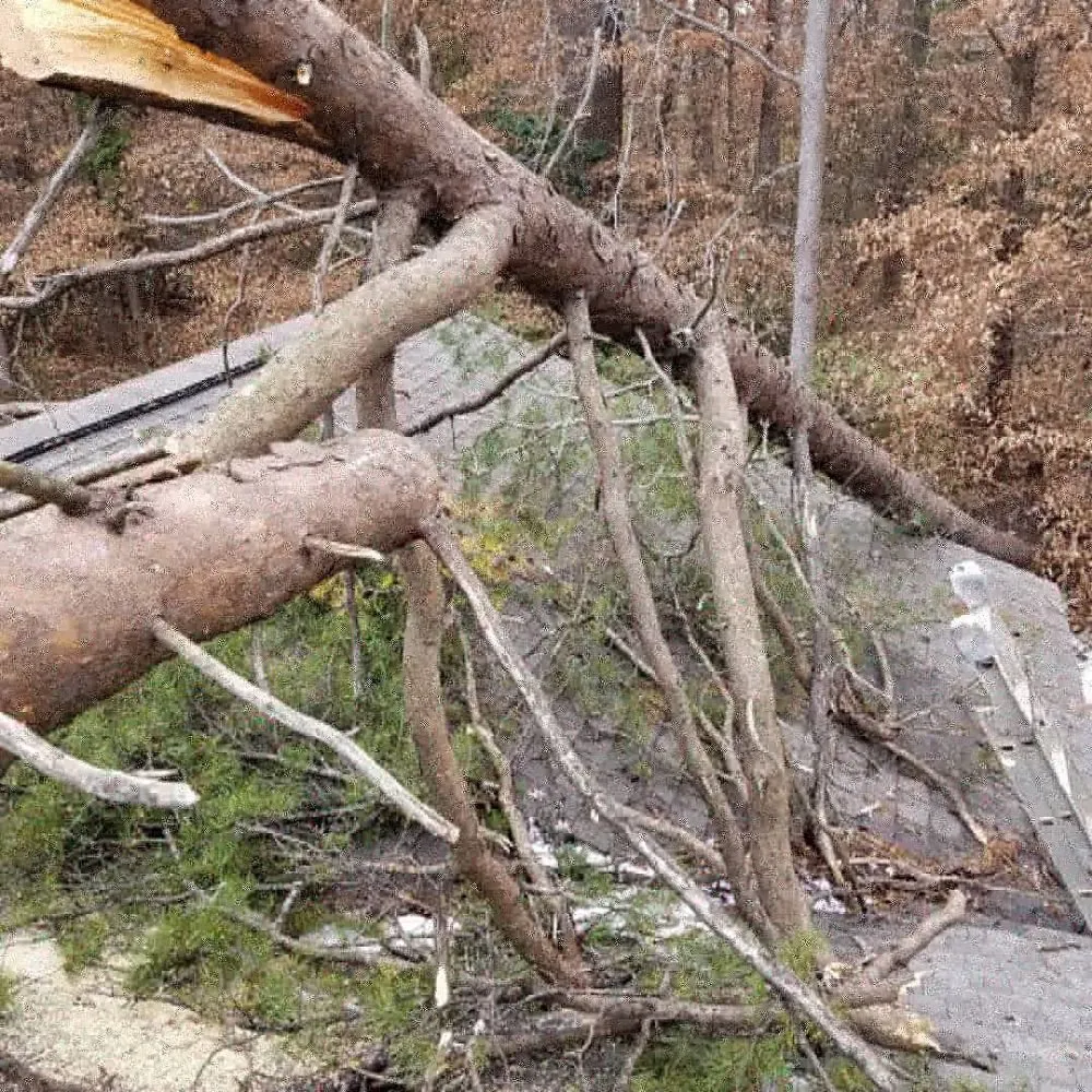 Professional lawn care service for homes across Greenville, SC - Southern Touch Landscaping