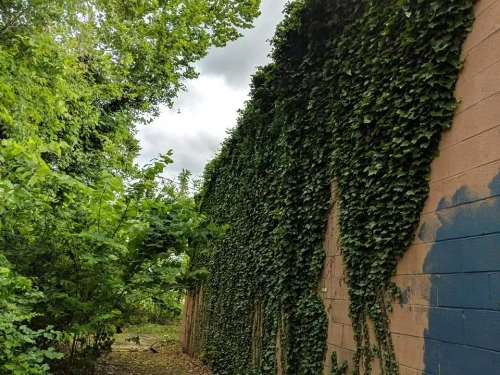 Professional yard cleanup service in Lynchburg, VA - Southern Touch Lawn & Landscaping