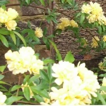 Reliable yard maintenance in North Port, AL by Southern Tractor & Landscaping