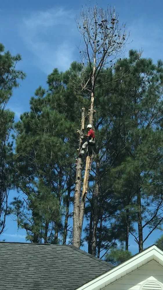 Custom outdoor landscaping near you in Savannah, GA by Southern Tree Experts