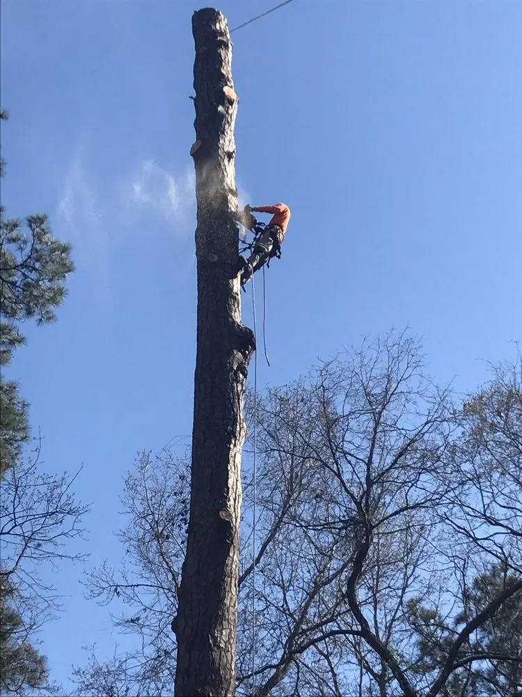 Custom landscape design experts serving Savannah, GA - Southern Tree Experts