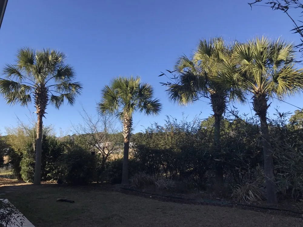 Custom outdoor landscaping for beautiful yards across Savannah, GA - Southern Tree Experts