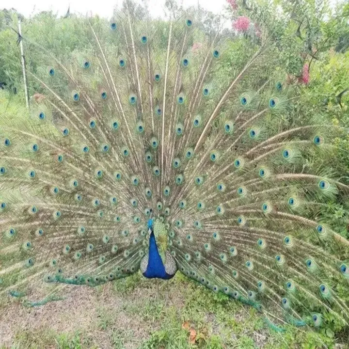 Custom residential landscaping in Jacksonville, FL by Southern Tree Farm