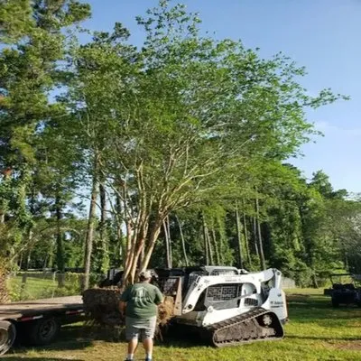 Southern Tree Farm Logo