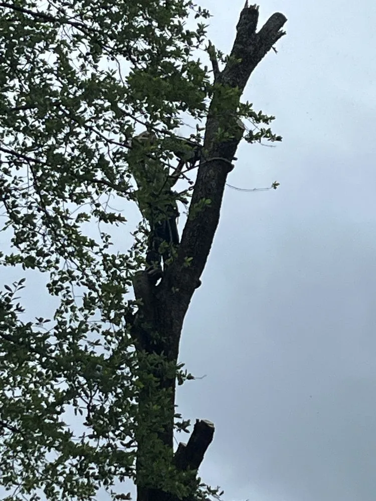 Trusted lawn care service experts serving Idabel, OK - Southern Tree Service