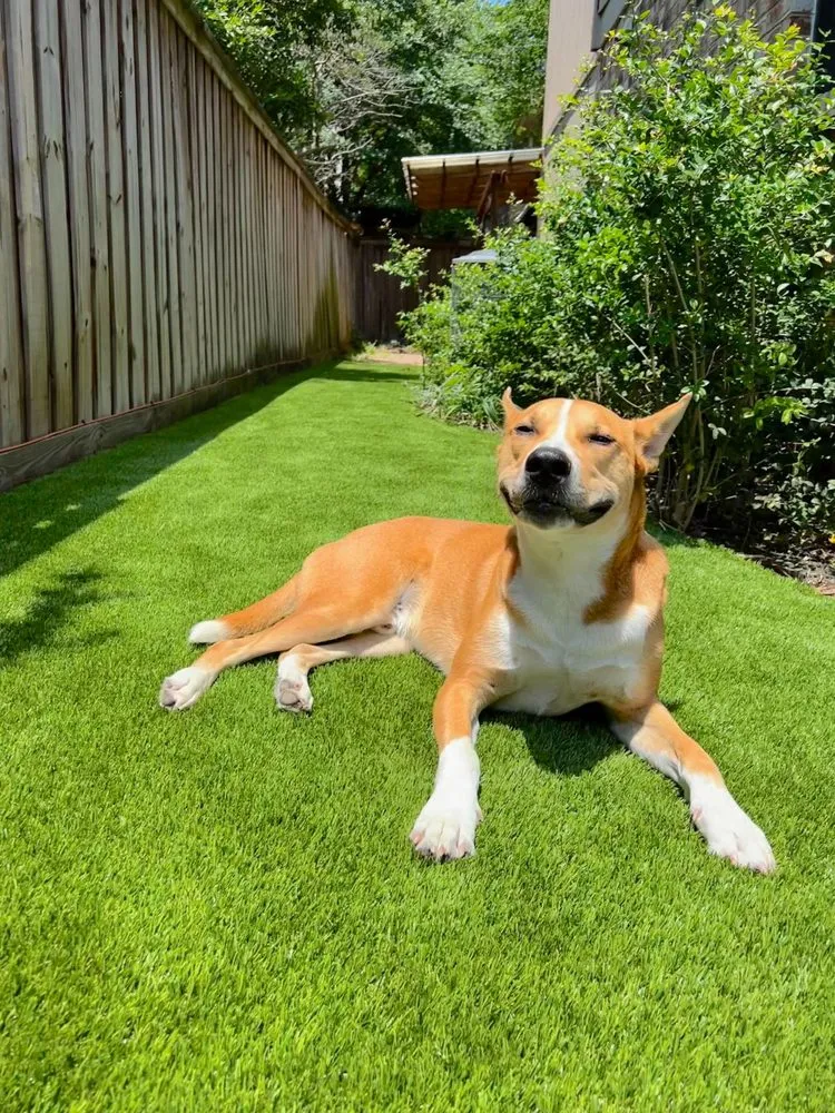 Local outdoor landscaping for beautiful yards across Chamblee, GA - Southern Turf