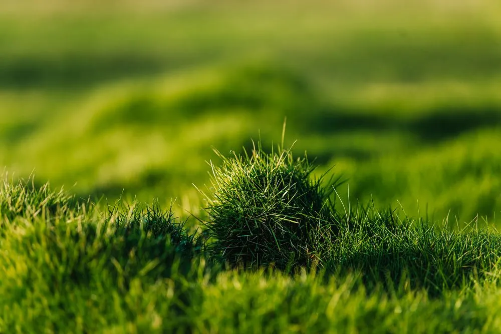 Professional yard cleanup service experts serving Mililani, HI - Southern Turf Hawaii
