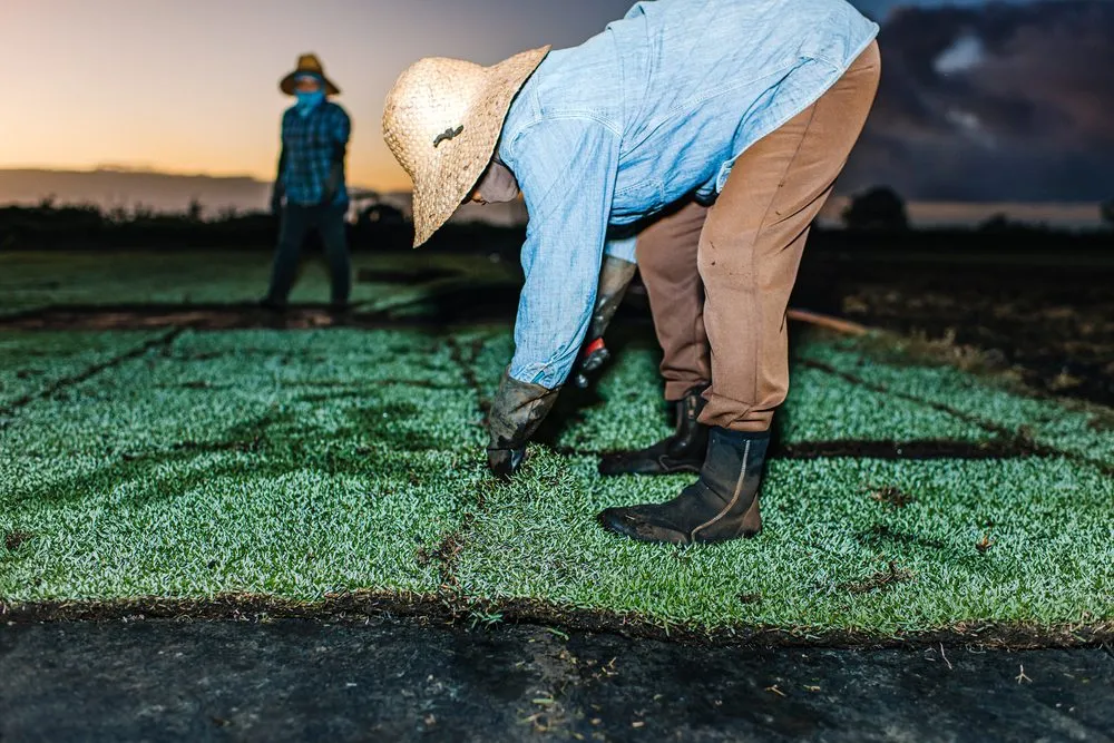 Professional yard cleanup service for outdoor upgrades in Mililani, HI by Southern Turf Hawaii