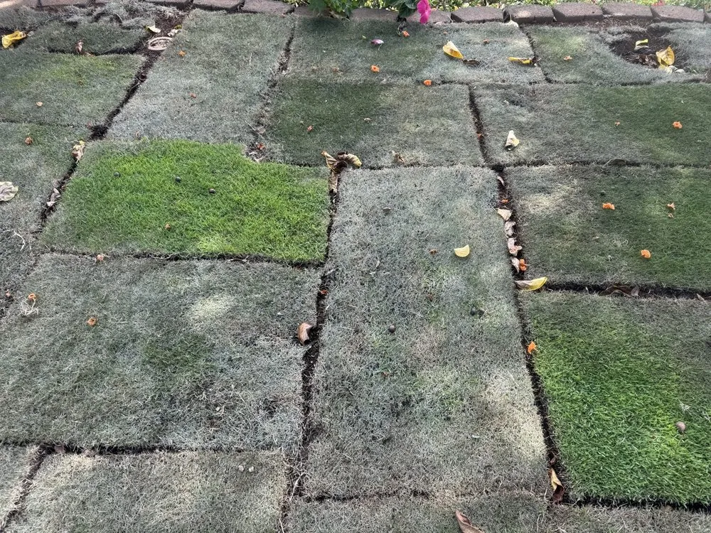 Reliable outdoor landscaping in Mililani, HI - Southern Turf Hawaii