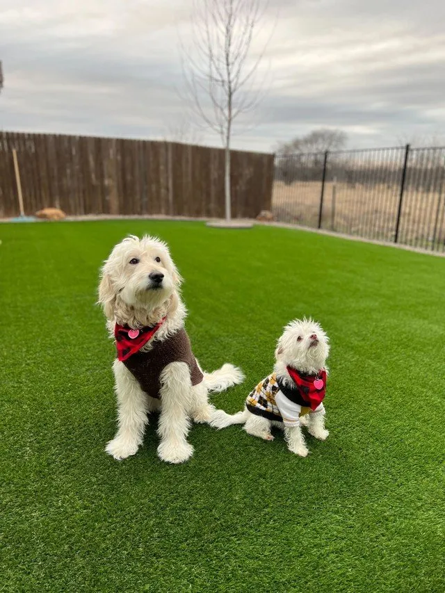 Local lawn mowing service in Jacksonville Beach, FL by Southern Turf