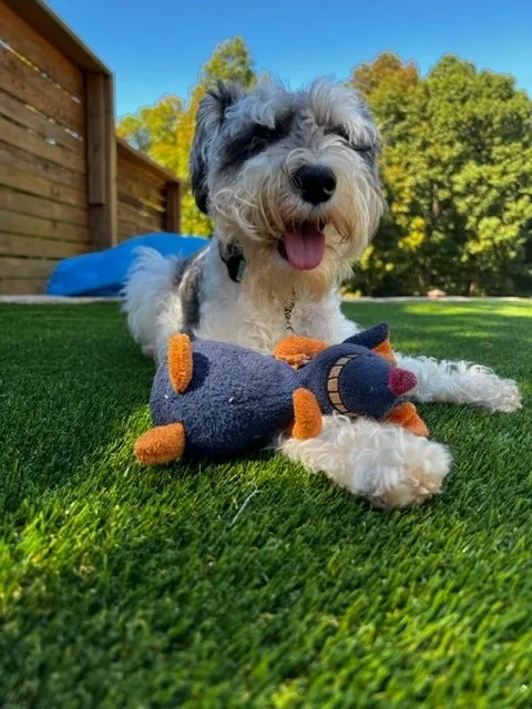 Custom outdoor landscaping for homes in Nashville, TN by Southern Turf