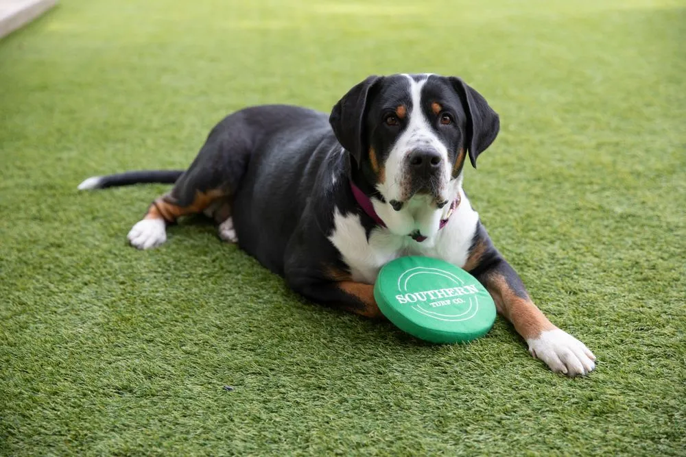 Affordable landscaping services in Orlando, FL by Southern Turf