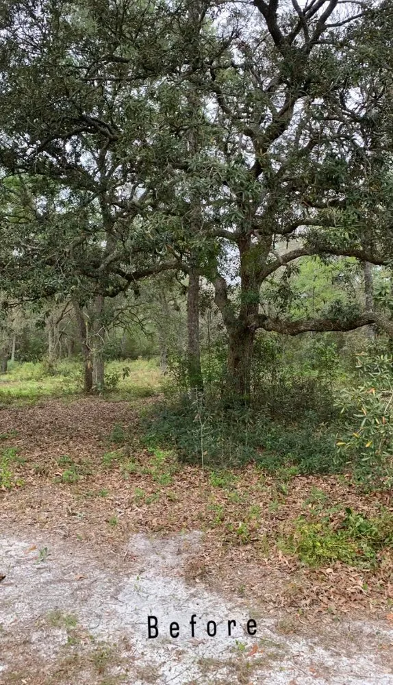 Professional yard cleanup service in Hortense, GA - Southern Yard Maintenance