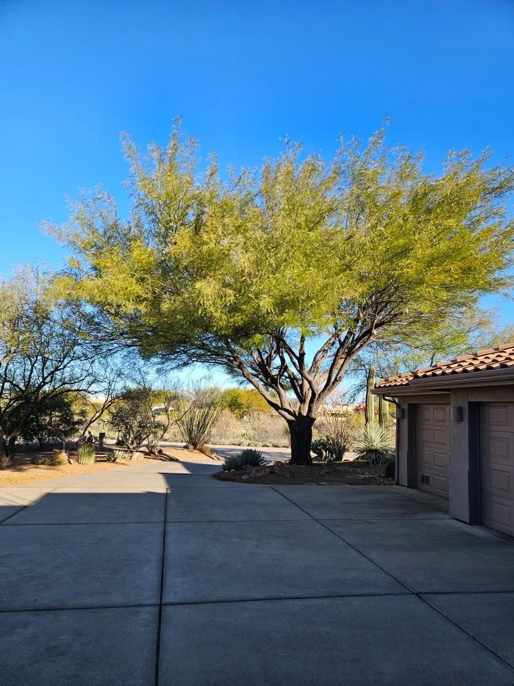 Affordable landscaping services in Amado, AZ by Southern Yard Services
