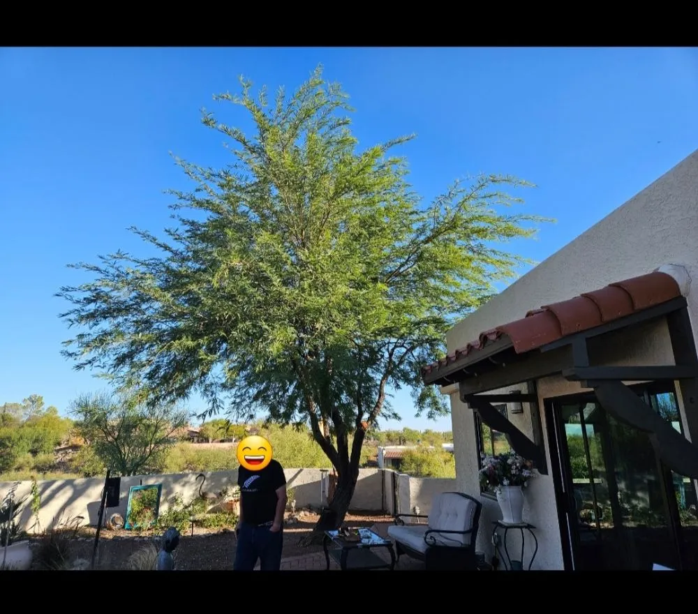 Affordable residential landscaping experts serving Amado, AZ - Southern Yard Services