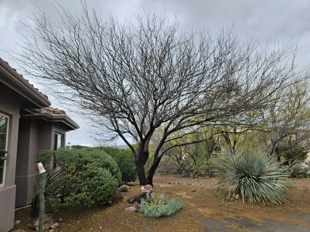 Top-rated yard cleanup service experts serving Amado, AZ - Southern Yard Services