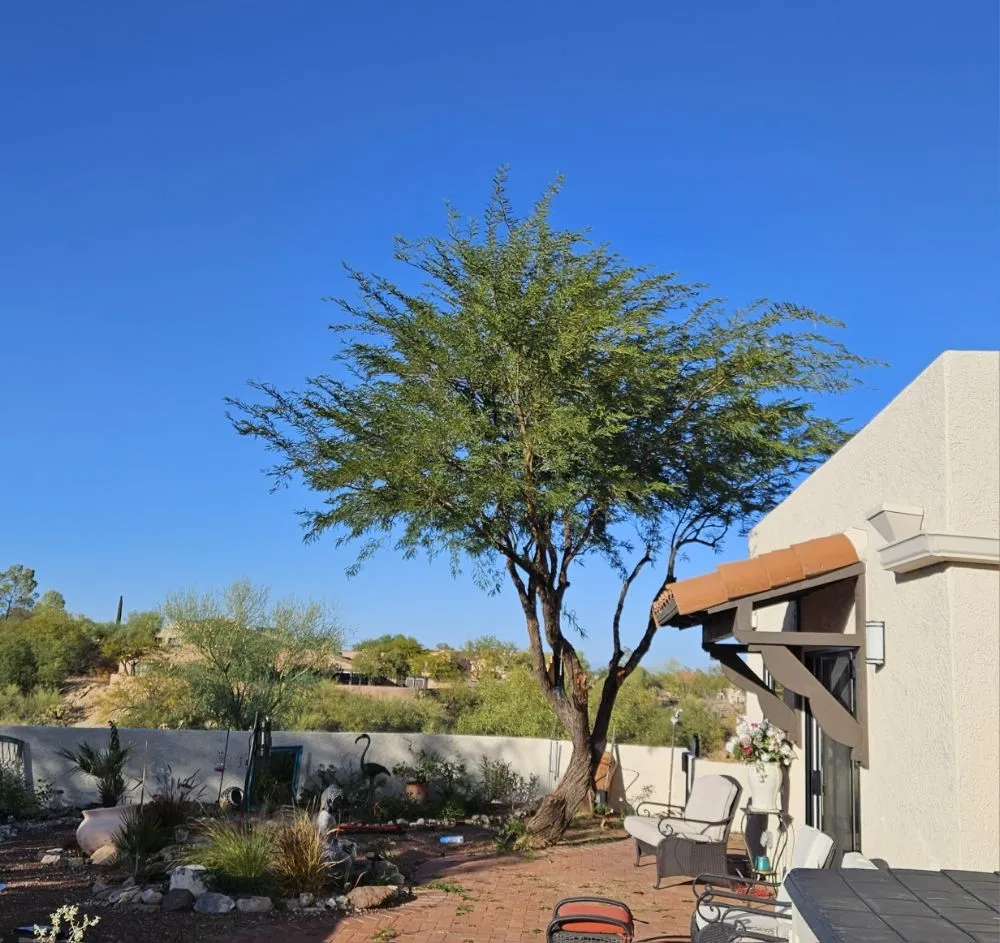Custom landscape installation in Amado, AZ - Southern Yard Services