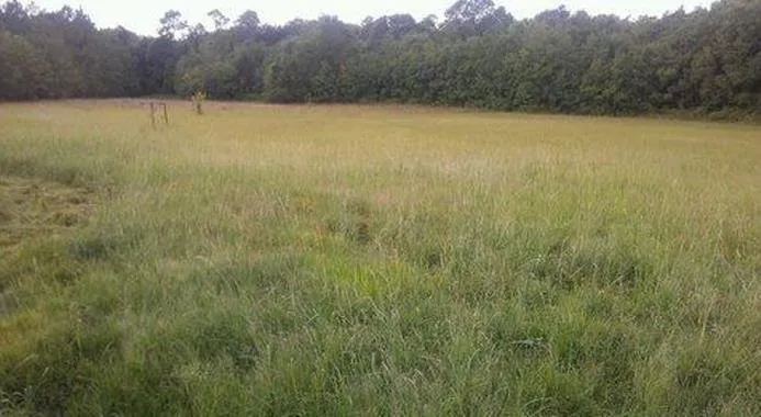 Professional lawn mowing service for year-round maintenance in Biloxi, MS by SouthernScapes