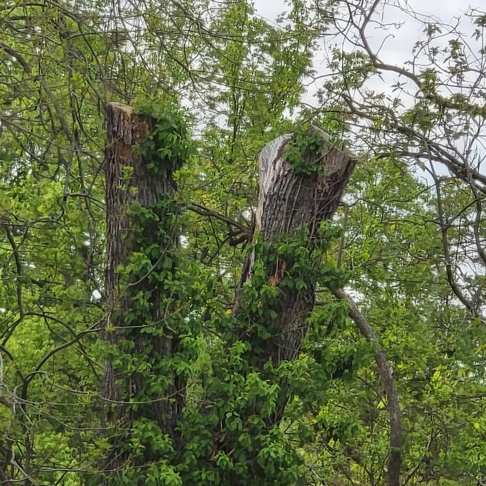 Trusted landscaping services experts serving Kirkwood, MO - Southfork Tree Service