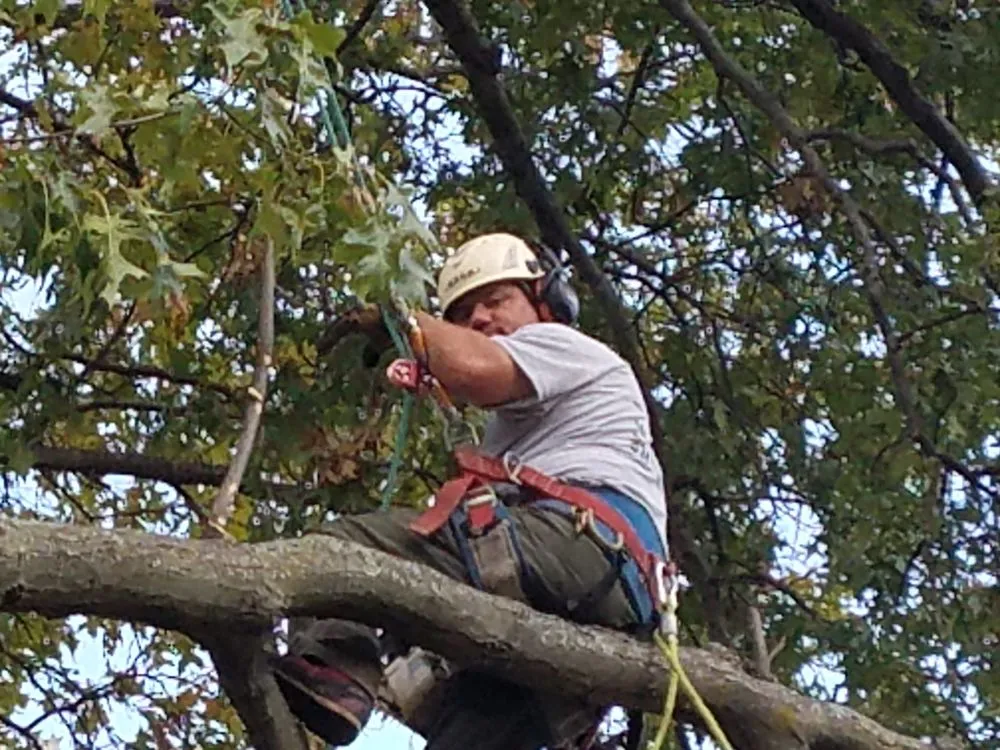 Custom landscape design for year-round maintenance across Kirkwood, MO - Southfork Tree Service