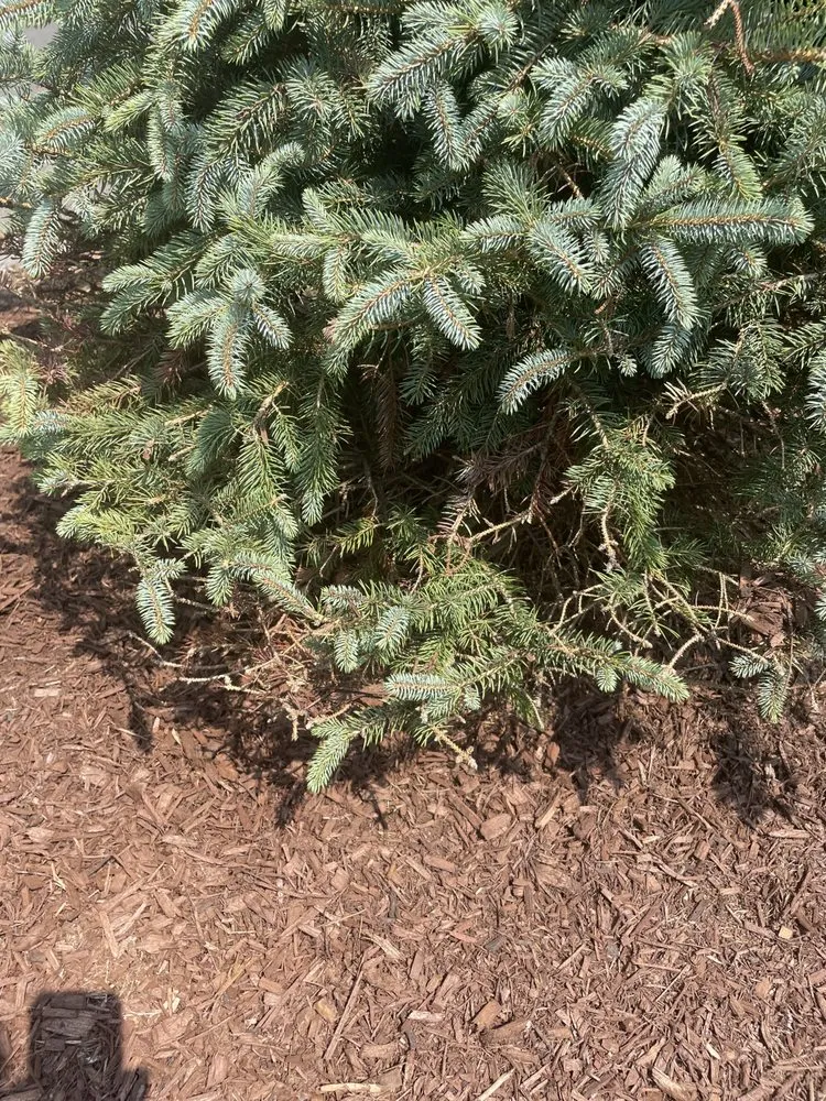 Affordable yard cleanup service in North Haven, CT - Southgate Nurserymen