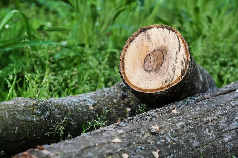 Custom lawn mowing service experts serving Southlake, TX - Southlake Tree Service