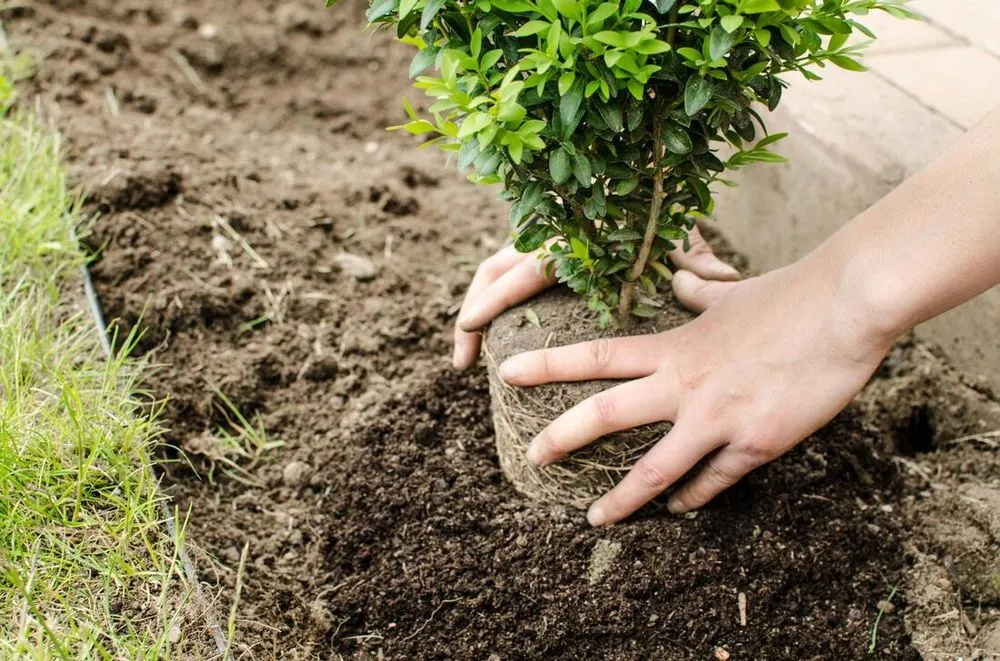 Professional landscaping services for beautiful yards in Southlake, TX by Southlake Tree Service