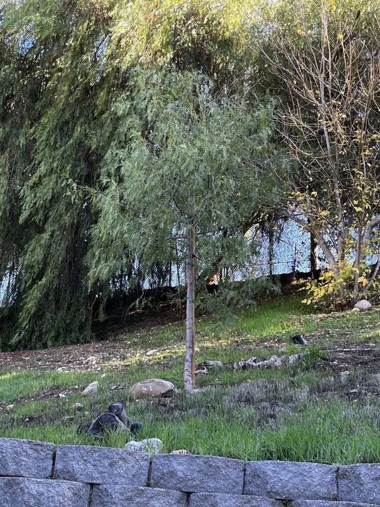 Custom outdoor landscaping experts serving Sun Valley, CA - Southland Nursery