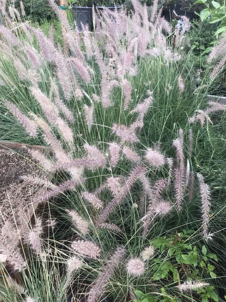 Expert landscaping services experts serving Sun Valley, CA - Southland Nursery