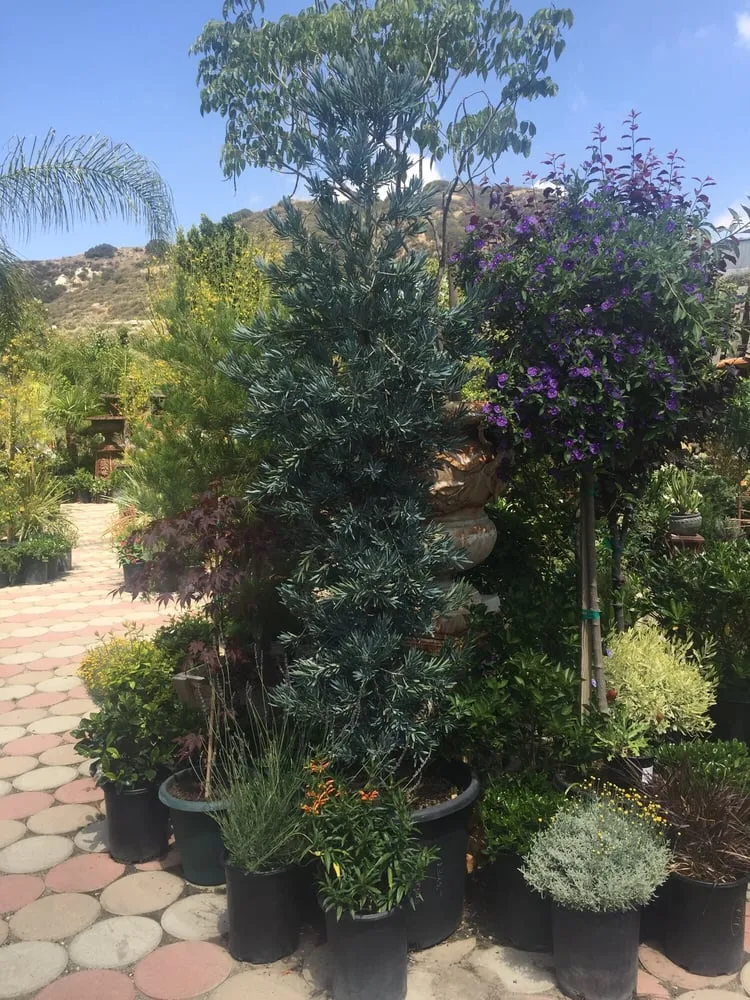 Local lawn mowing service for beautiful yards in Sun Valley, CA by Southland Nursery