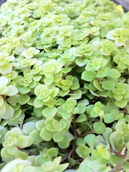 Trusted lawn mowing service near you across Sun Valley, CA - Southland Nursery