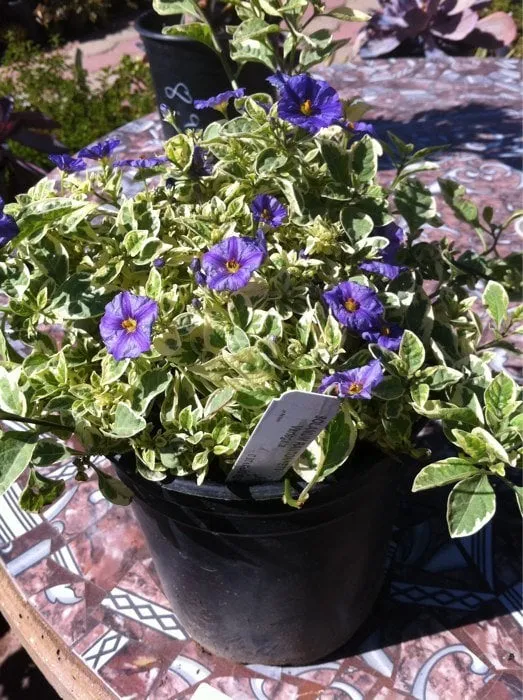 Professional yard maintenance in Sun Valley, CA by Southland Nursery