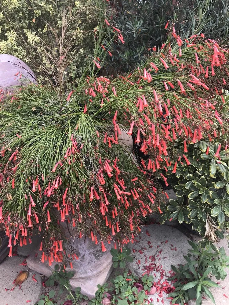 Trusted yard maintenance for outdoor upgrades across Sun Valley, CA - Southland Nursery