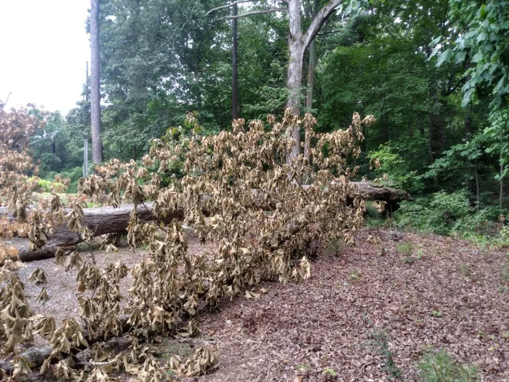 Professional garden landscaping in McDonough, GA - SouthSide Solutions