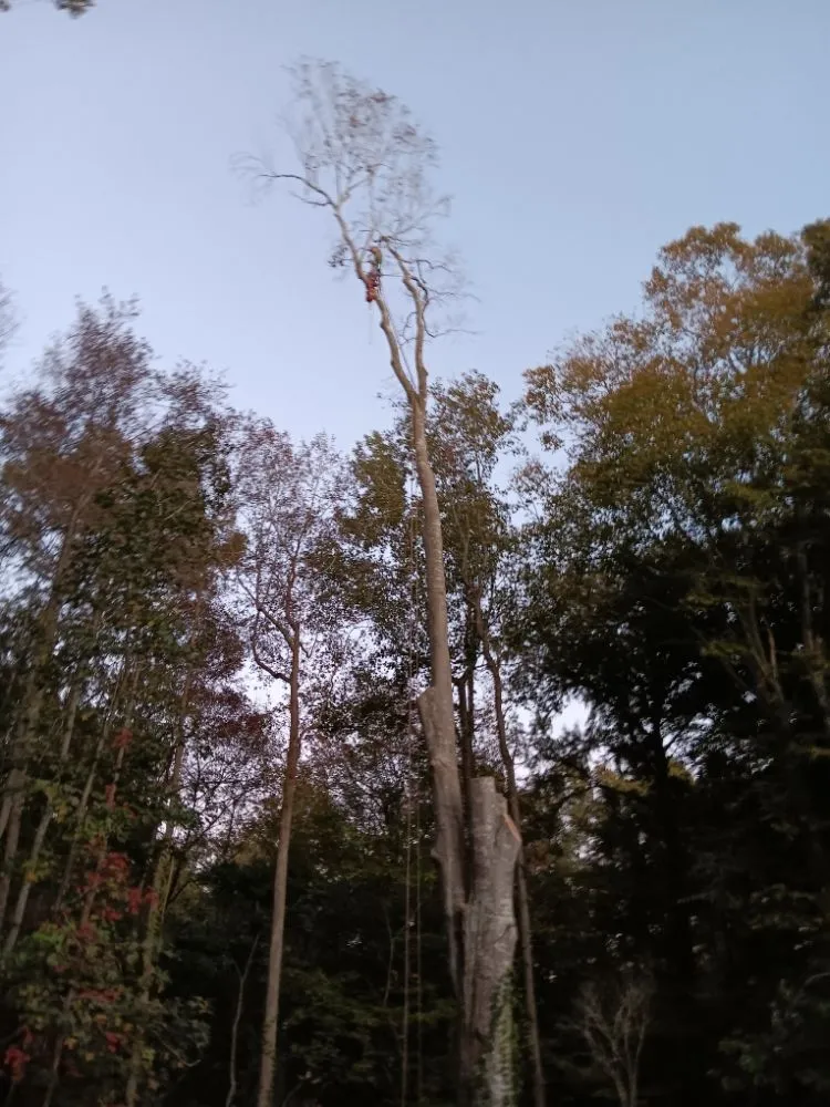 Custom landscaping services experts serving Portsmouth, VA - Southside Tree Service