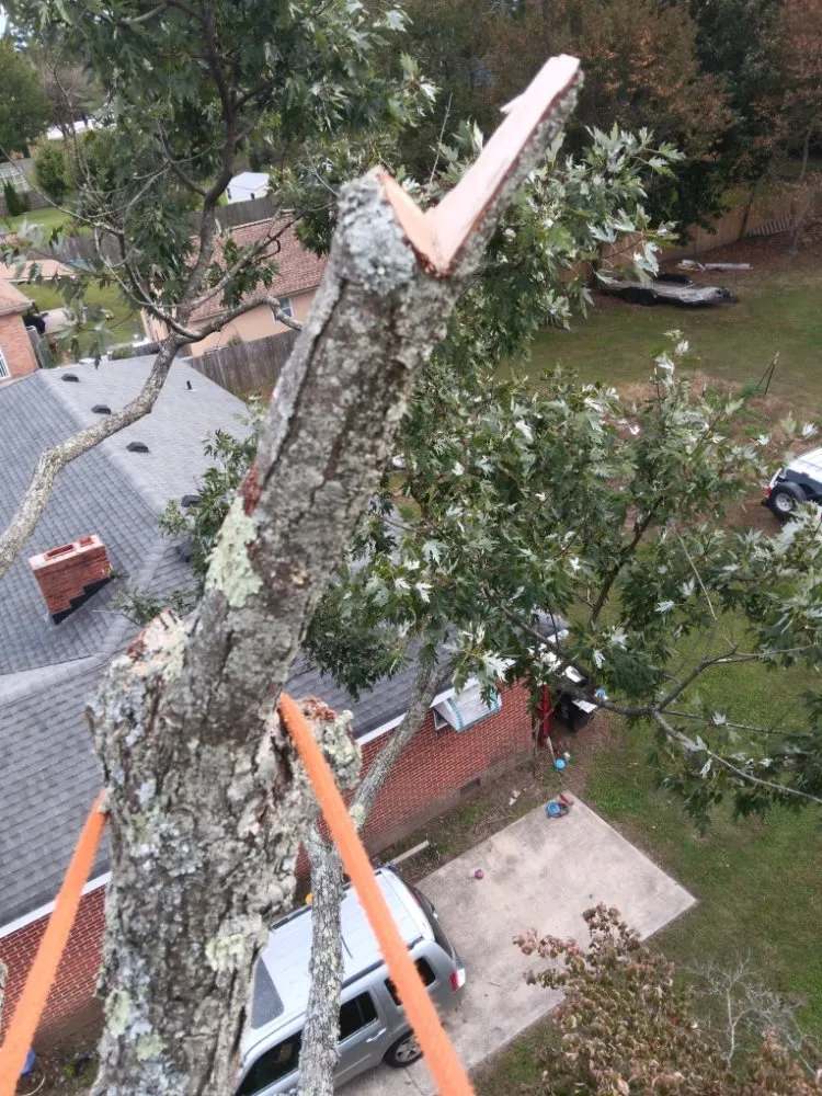 Expert landscape design in Portsmouth, VA by Southside Tree Service