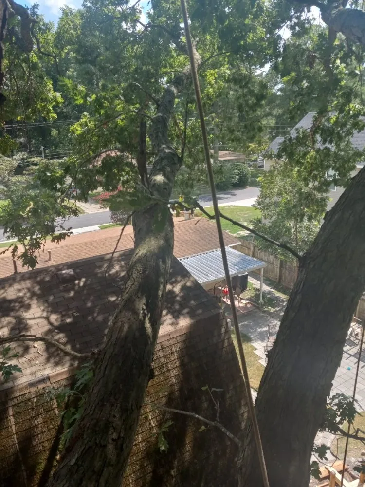 Local landscaping services for homes across Portsmouth, VA - Southside Tree Service