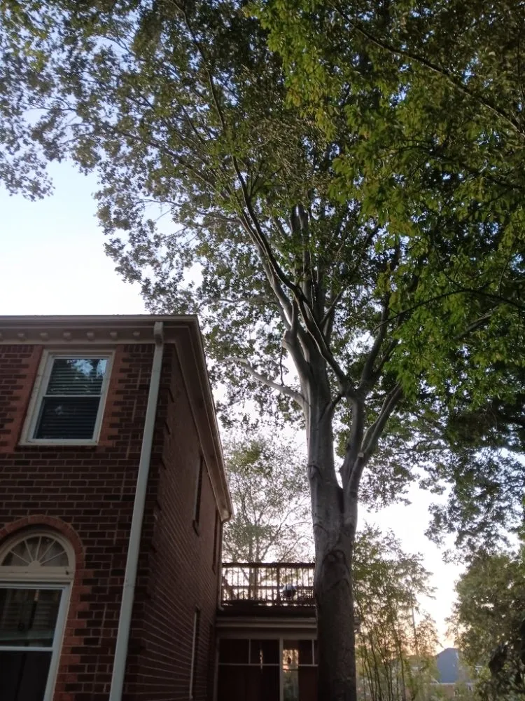Affordable landscape installation for outdoor upgrades in Portsmouth, VA by Southside Tree Service