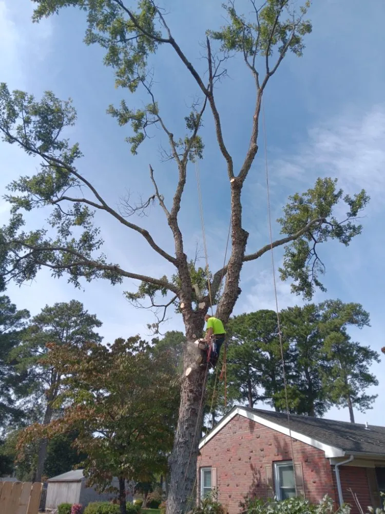 Expert yard cleanup service experts serving Portsmouth, VA - Southside Tree Service