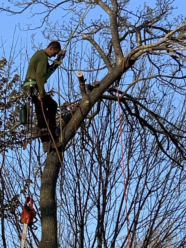 Reliable lawn mowing service in Portsmouth, VA by Southside Tree Service